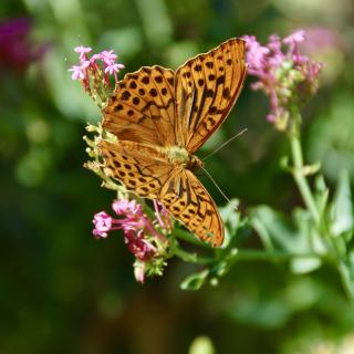 closeup van een oranje vlinder