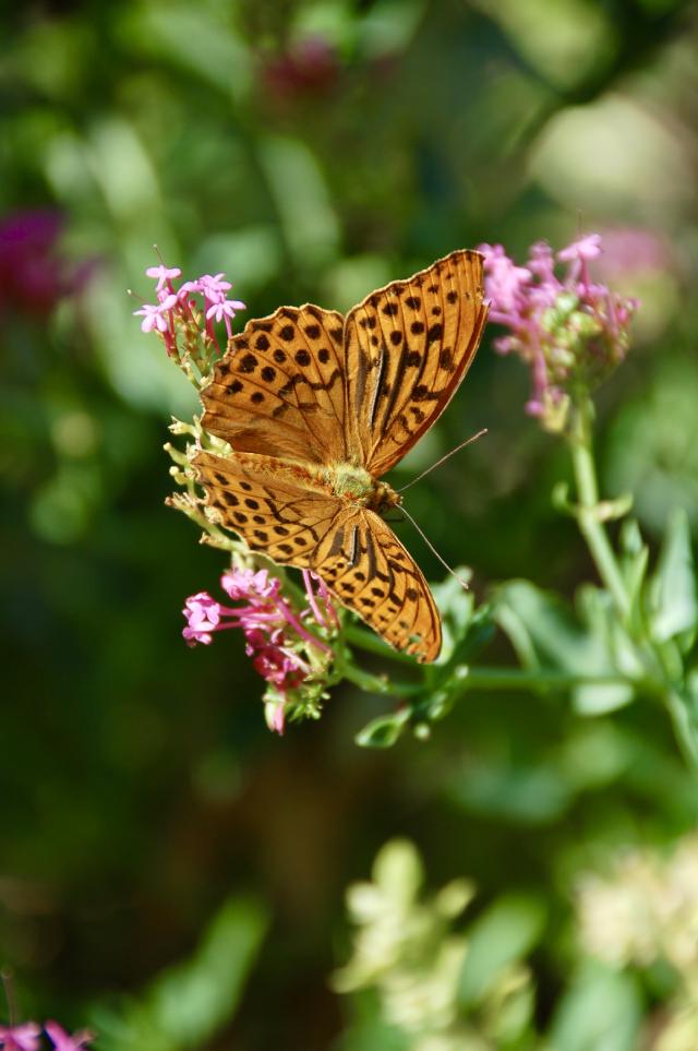 closeup van een oranje vlinder
