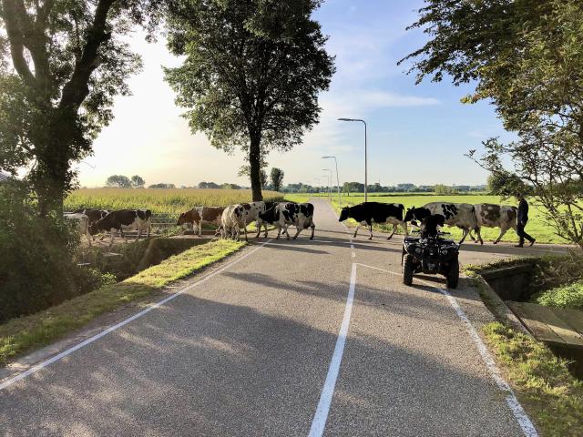 koeien steken een weg over