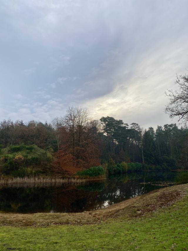 bos met herfstkleuren
