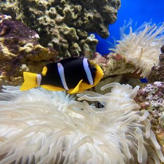 tropische vis in aquarium