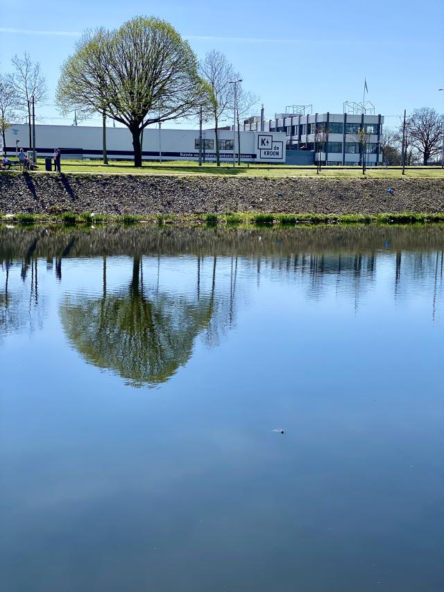 boom weerspiegelt in het water
