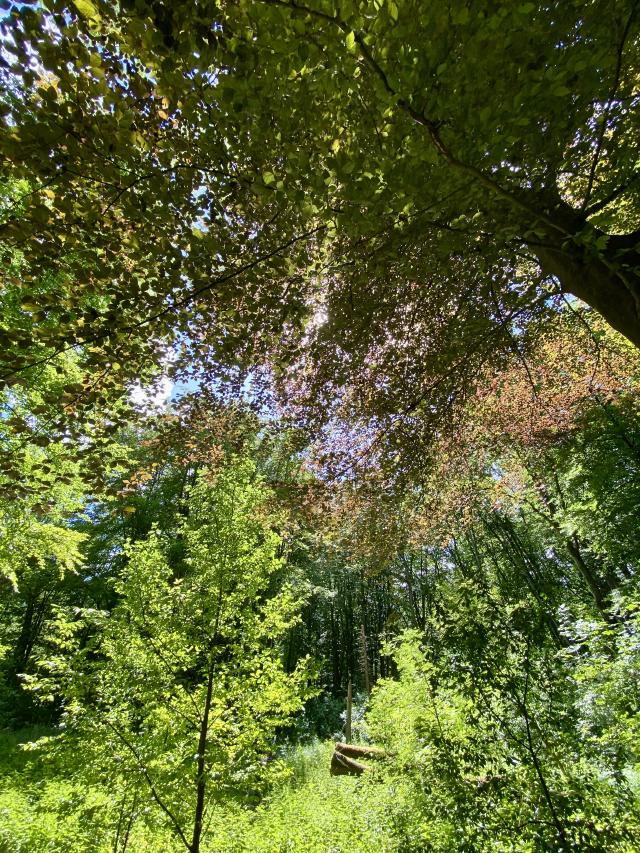 veelkleurige bomen in het bos