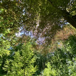 veelkleurige bomen in het bos