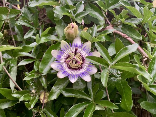 closeup van passiebloem