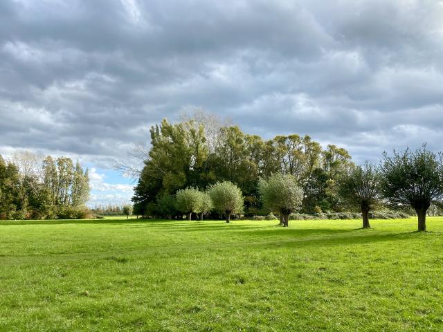 bomen in het grasland