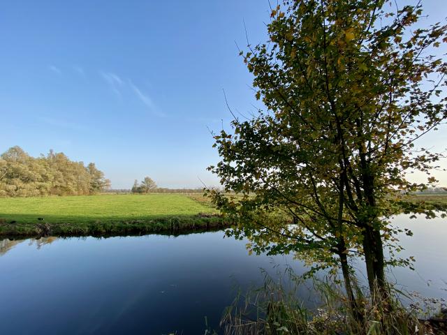 boom aan het water