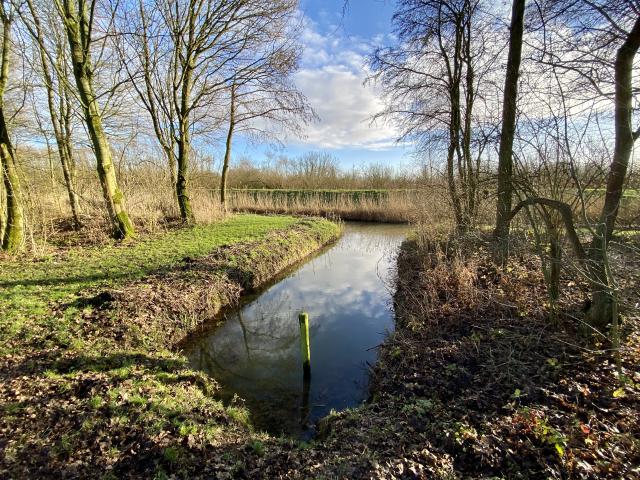 inham met water, omgeven door bomen