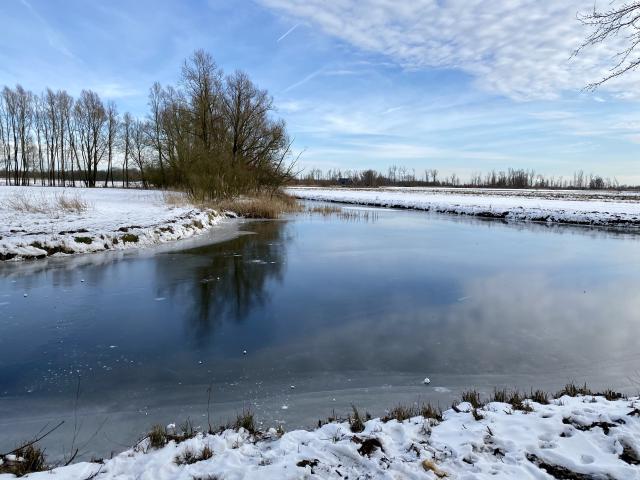 boom weerspiegelt in het water