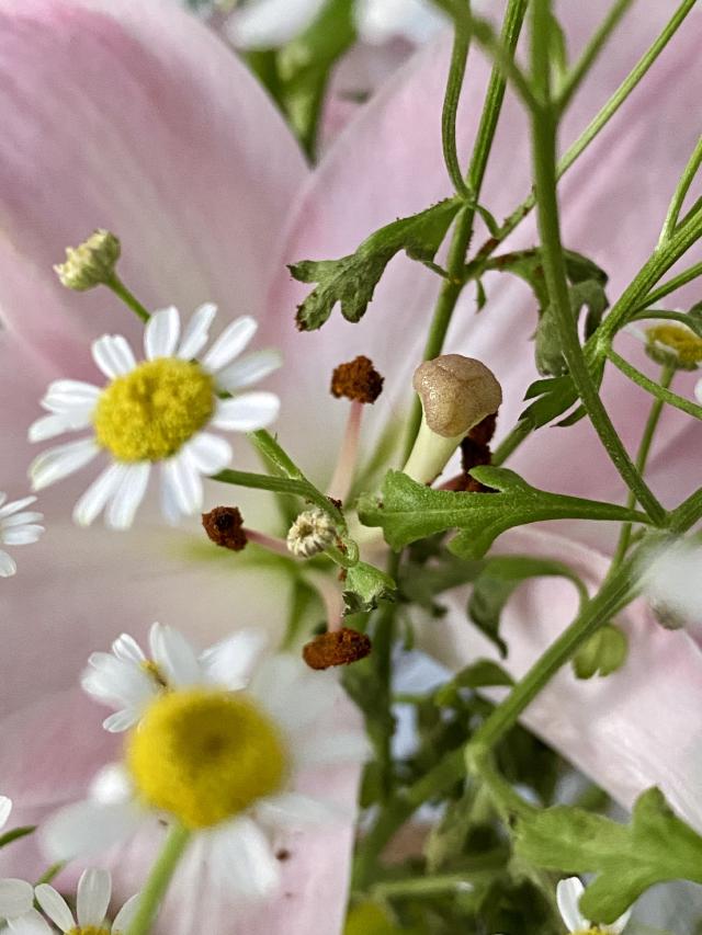 closeup van bloemen