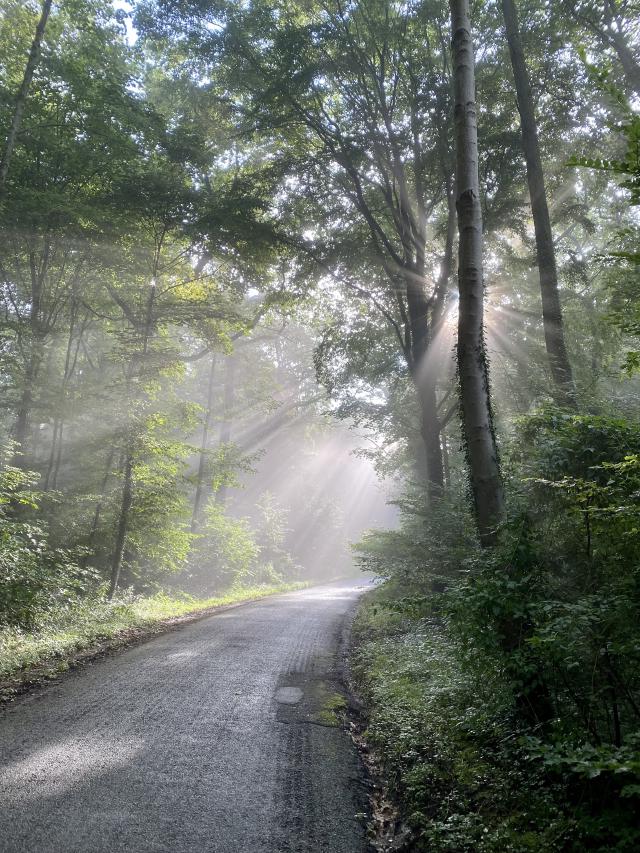 zon schijnt door bomen in de mist