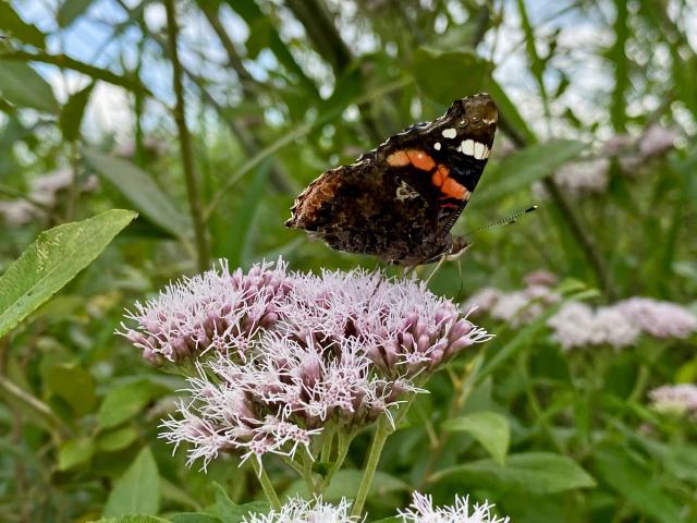 closeup van een vlinder