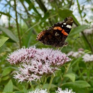 closeup van een vlinder