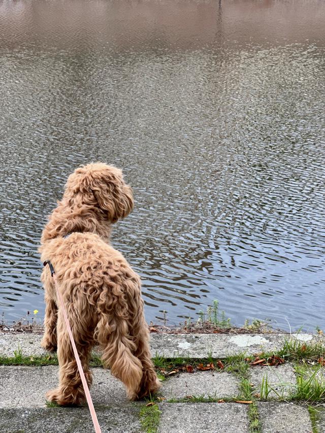hond aan de waterkant