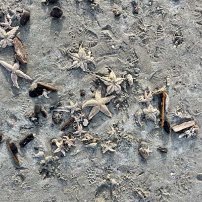 zeesterren en schelpen in het zand