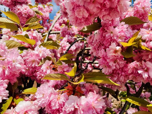 closeup van een bloem