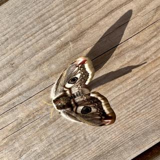 closeup van een vlinder