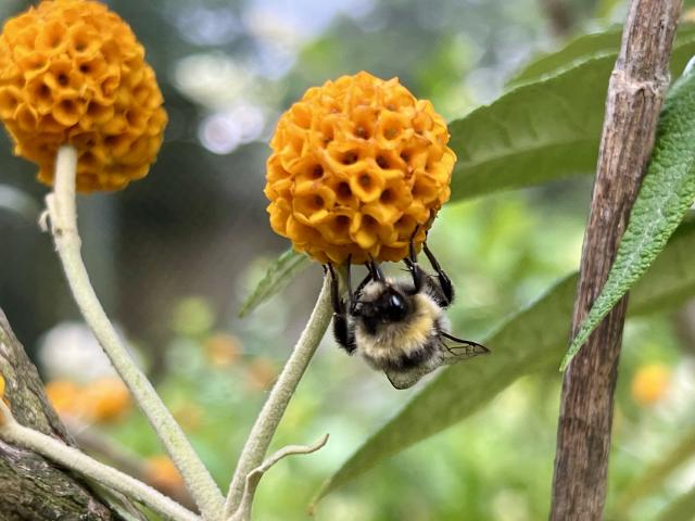 closeup van een bij op een bloem