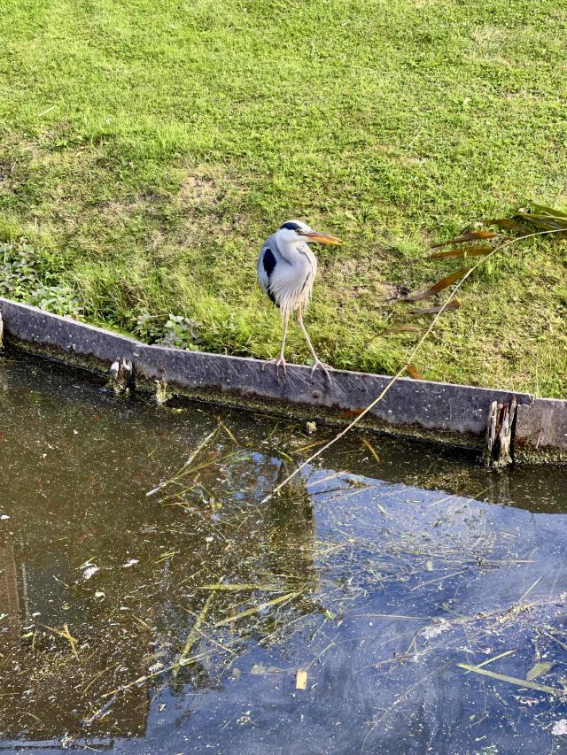 reiger aan de waterkant