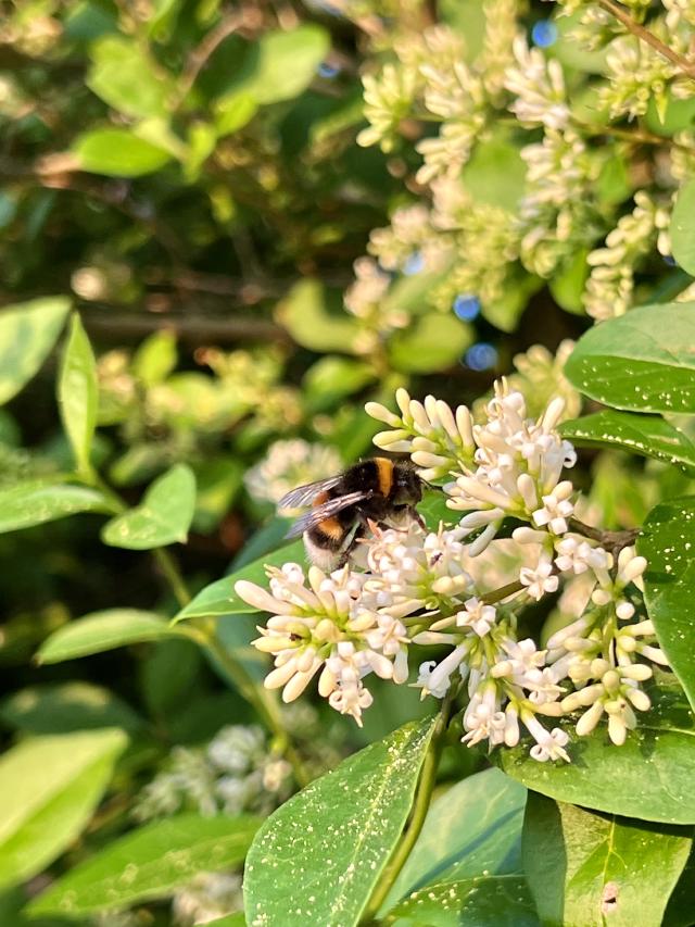 closeup van een bij op een bloem