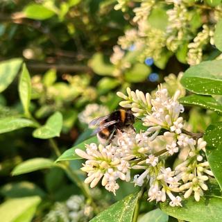 closeup van een bij op een bloem