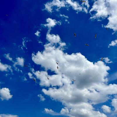 vogels in een halfbewolkte lucht