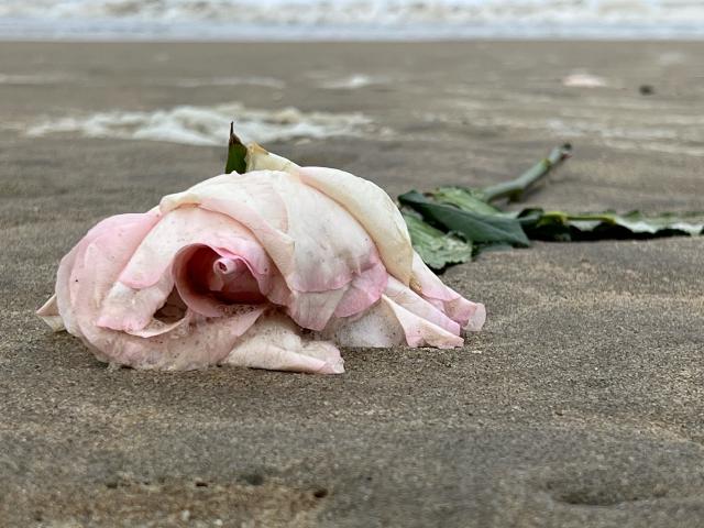 achtergelaten bloem op het strand