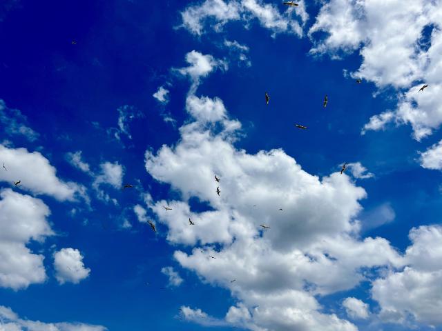 vogels hoog in de lucht