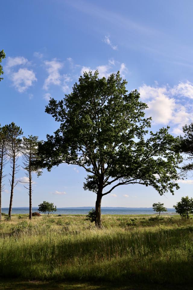 hoge boom met de zee op de achetrgrond