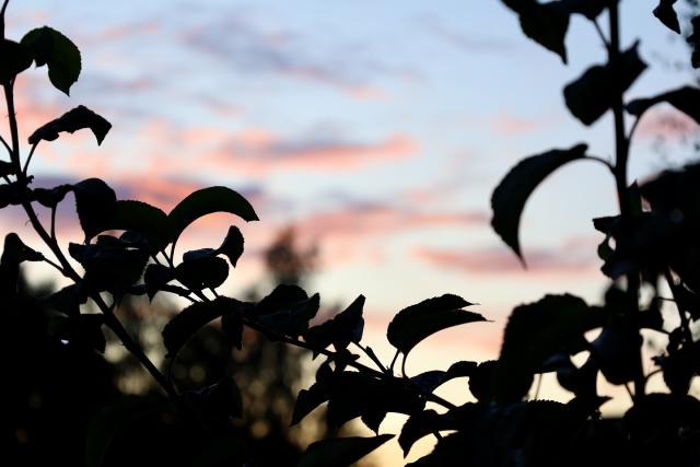 zonsondergang in de tuin