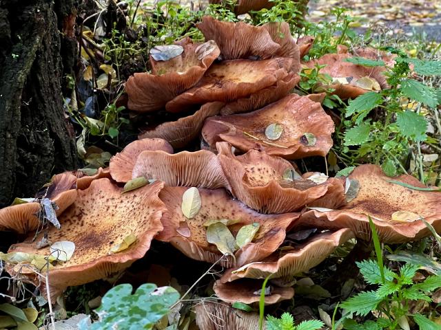 paddenstoelen rond een boom