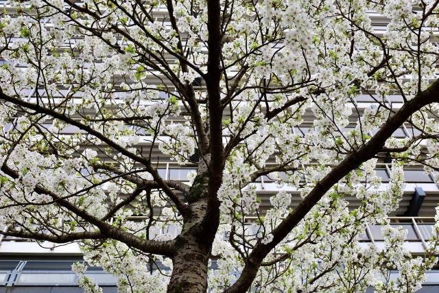 Een boom met witte bloemen voor een modern gebouw onder een grijze lucht.