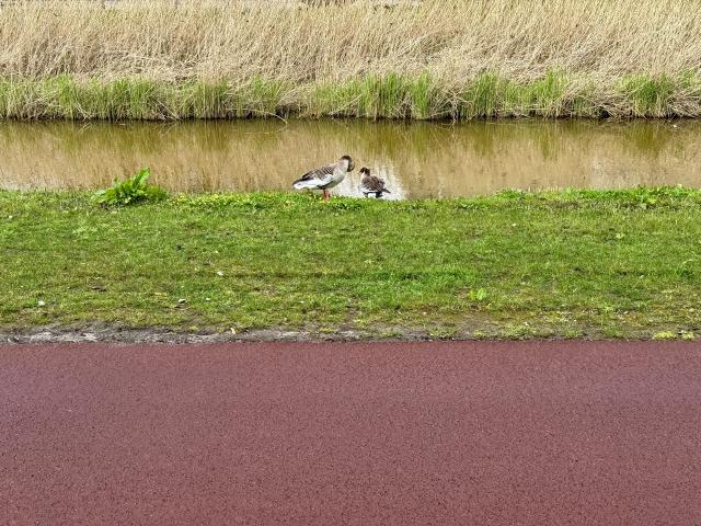 Twee ganzen met kuikens aan de rand van een sloot met riet en een rood pad.