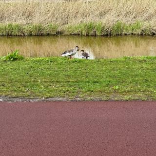 Twee ganzen met kuikens aan de rand van een sloot met riet en een rood pad.
