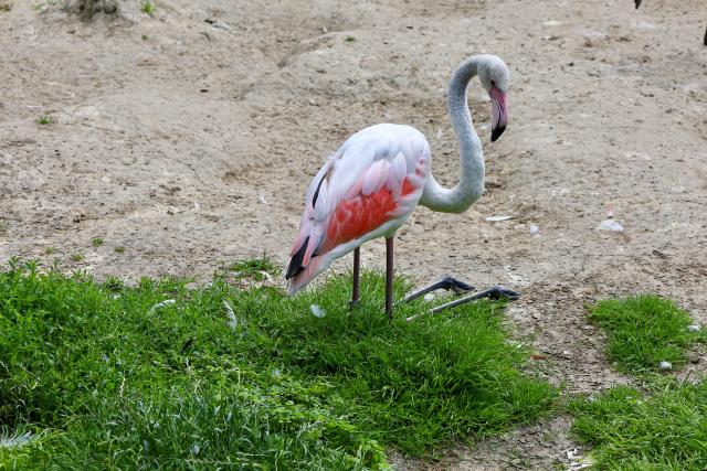 Een roze flamingo staat op een grasveldje naast een zandgrond.
