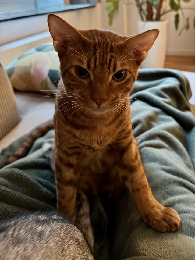 Een bruine kat met gestreepte vacht zit op een groene deken in een zonnige kamer.